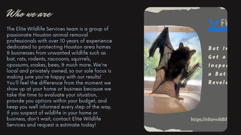 Bat Removal - Elite Wildlife Services