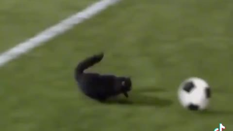 Cat playing football