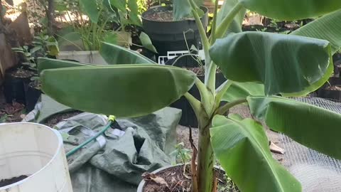 Planting Sugar Banana Sucker into New Garden 🪴 Pot Gardening 👨🏾‍🌾 at Home decor