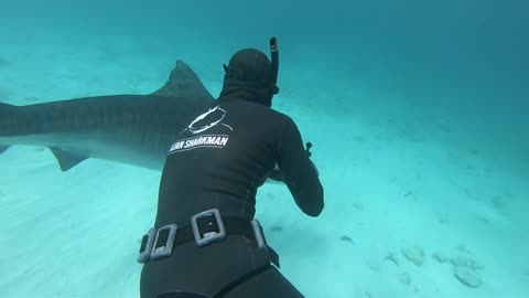 🇮🇹🦈 Close encounter with a tiger 🐅 shark in the Maldives 🇲🇻