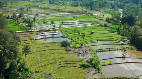 RICE FIELD