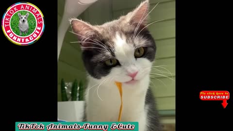 🐱TikTok Animals-Funny and Cute -Cat Video #24 || TikTok Animals-Funny and Cute Channel.