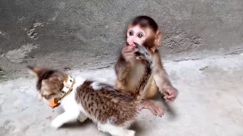 baby monkey play with cat and eating fruit