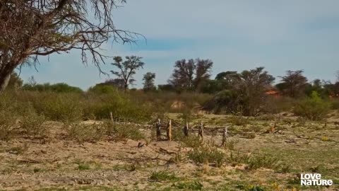 Cobra VS Mongoose | Love Nature