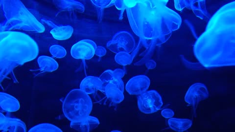 jellyfish tank water life marine