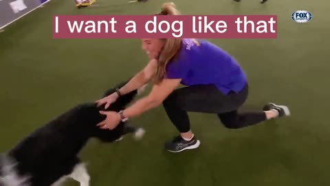 I want a dog like that