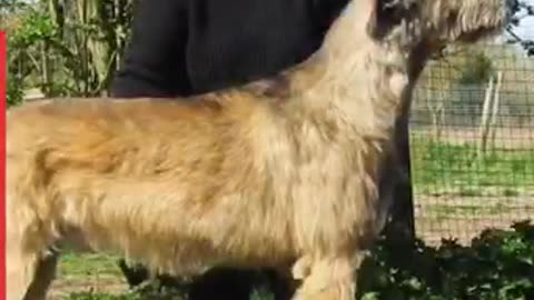 Giant Irish Wolfhound Puppy