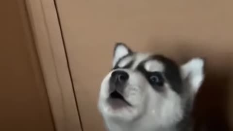 Angry husky puppy has a lot to say!