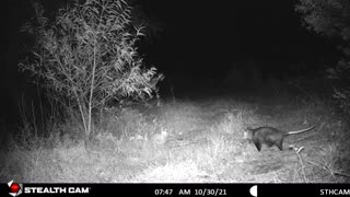 🐾❤🐾❤🐾 Opossum Meets Rabbit 🐾❤🐾❤🐾