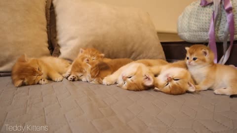 Arnold the kitten disturbs his siblings' slumber. Very Funny