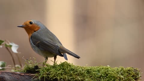 Robin Bird Forest