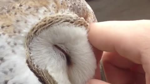 Discovering the Hypnotic Power of White Owl's Eyes