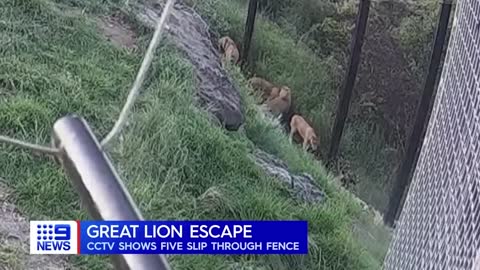 CCTV of five lions escaping from Taronga Zoo released _ 9 News Australia