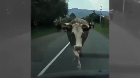 This cow does her Miss Universe walk