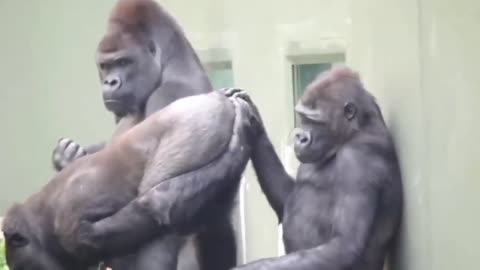 Animal mating funny gorilla