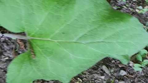 BURDOCK LEAF