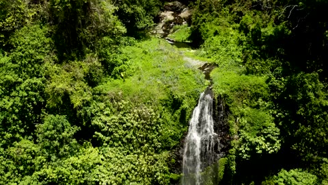 Rainforest Rhythms: A Symphony of Nature