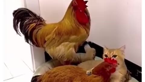 Cat now claims to be chicken, funny video of laughter
