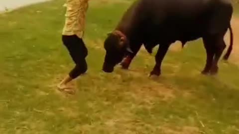 The village boy dances with the buffalo