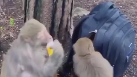 Monkey eat mangos