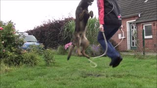 rope jumping with a dog