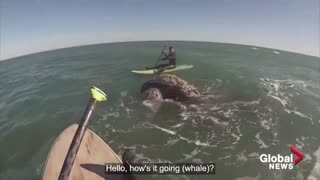 Paddleboarder gets knocked off board in close encounter with whales off coast of Argentina