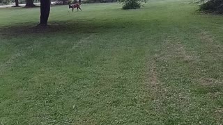 Angel the Belgian Malinois playing with her favorite toy