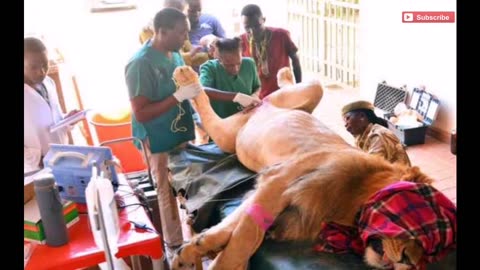 Nairobi animal sanctuary gives lion a vasectomy