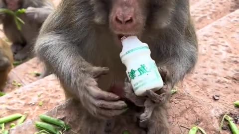 Test the cleanliness of a wild monkey by dirtying a yogurt bottle and feeling it to it.