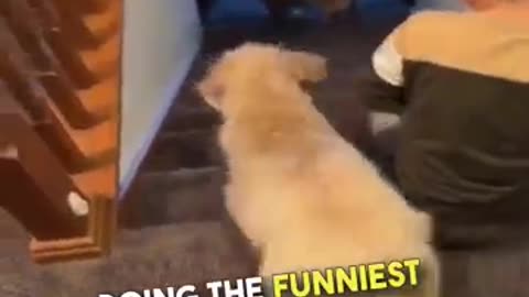 Dog funny reels video trending 🐶