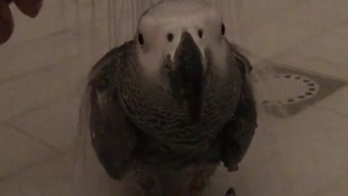Parrot becomes motionless during shower