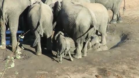 Mother elephant gently helps struggling baby out of mud wallow