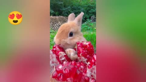 the very funny little rabbit