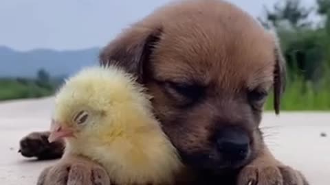 Cute Dog Plays With Little Chick