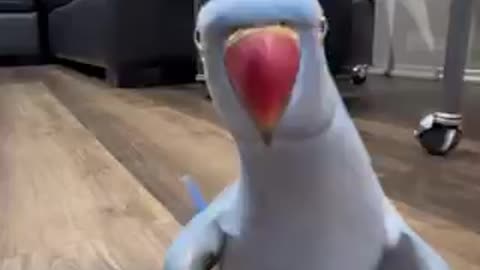 Amazing tia bird 🦅 trending video