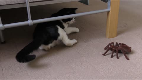 Cute cat playing with a toy spider | funny details