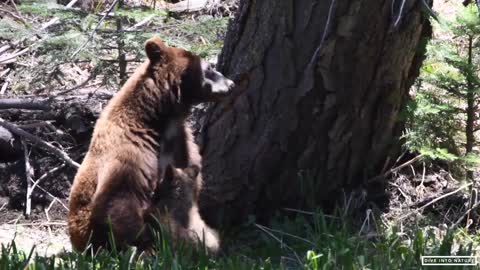 Mother Black Bear & Her Adorable Bear Cub in Sequoia National Park - California