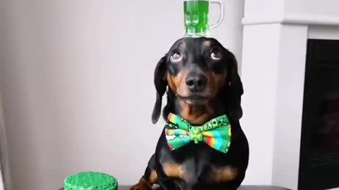 Harlso the Dachshund Balancing Green Beer for St Paddy's Day