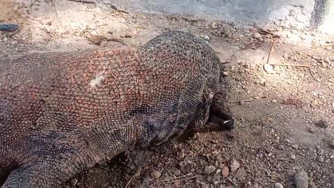 Komodo Dragons Consume Animal Bodies