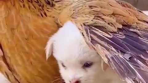 Lovely Small cute dog video