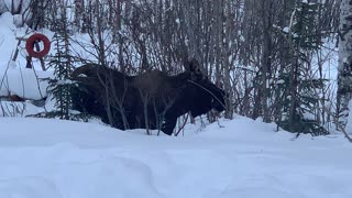 Moose munchies