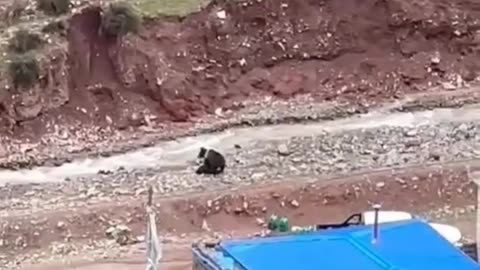 Dangerous bear(panda) enter in the village