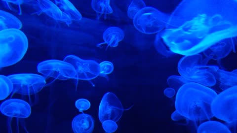 Jellyfish water butterfly