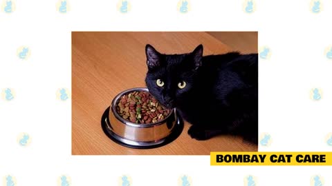 Everything you need to know about Bombay Cats!