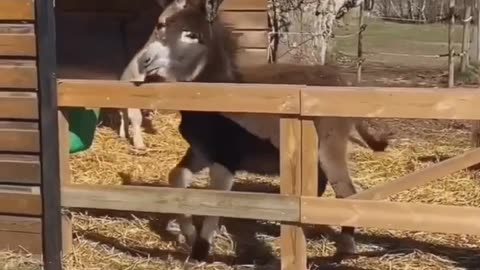 Donkey 🐴 jumping funny moments