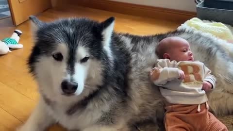 Newborn Baby Has Bodyguard! They Met And It Was Love At First Sight! (Cutest Ever!!)
