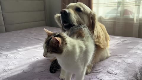 Mom Cat Entrusts Her Babies to a Friendly Golden Retriever