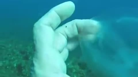 Ghost Fish~Off The Coast Of Malta A Diver Discovered “Ghost Fish” A Transparent Living Creature & He Said He’s Never Seen Anything Like It