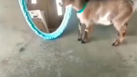 Funny animals videos.