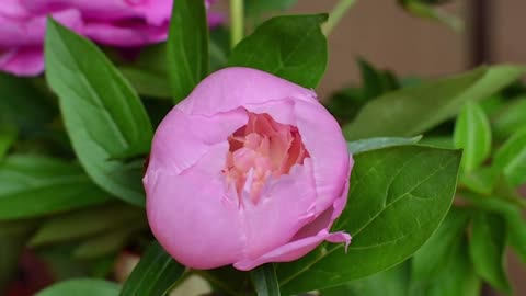 Blooming Peony Flower Time lapse